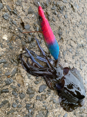 エギを通すと、ワラワラ^ ^