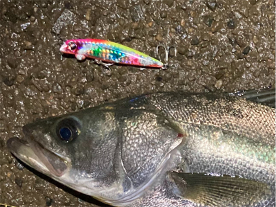 シーバスフィッシング