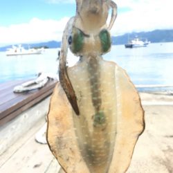 少し大きくなったアオリイカ