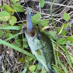 テクニカルエディションで