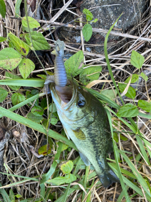 テクニカルエディションで