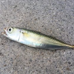 タチウオ狙うも