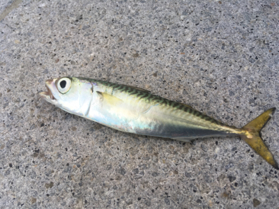 タチウオ狙うも