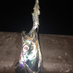 コスモで初タチ