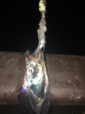 コスモで初タチ