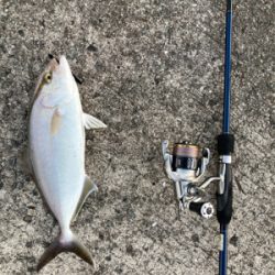 シオゲームの合間にエギング