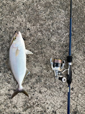 シオゲームの合間にエギング