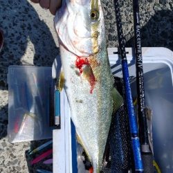 人工島青物回遊中