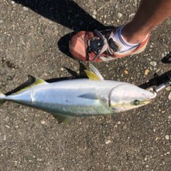 今季初メジロ！ノマセ釣り