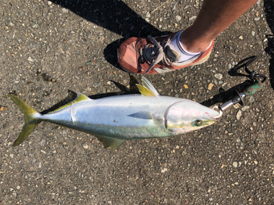 今季初メジロ！ノマセ釣り