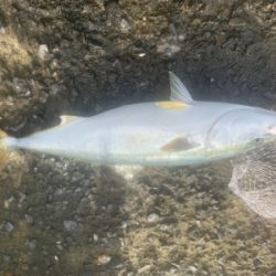 ショアブリ トライデント150/60