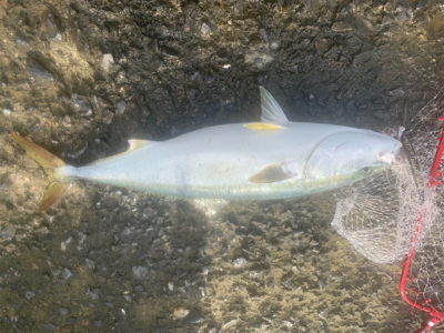 ショアブリ トライデント150/60