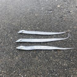 今年初の太刀魚