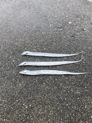 今年初の太刀魚