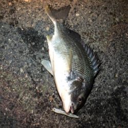 トップウォーターチヌ