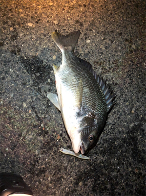 トップウォーターチヌ