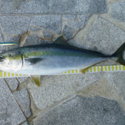 なんとか、ギリ鰤と呼びたい