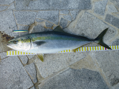なんとか、ギリ鰤と呼びたい