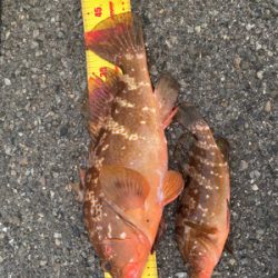 自己記録　アコウ