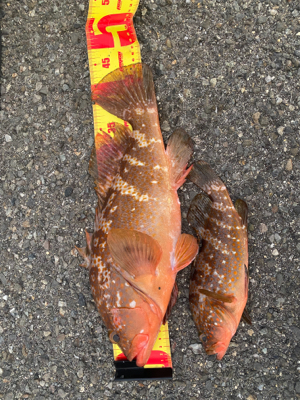 自己記録　アコウ