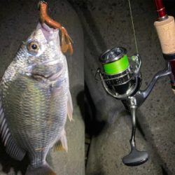 キビレはいつも近くにいてくれる