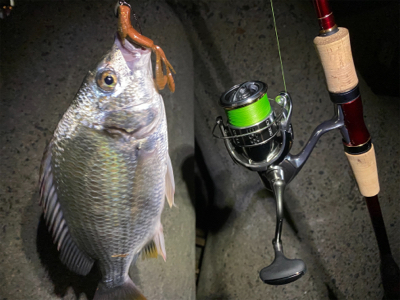 キビレはいつも近くにいてくれる