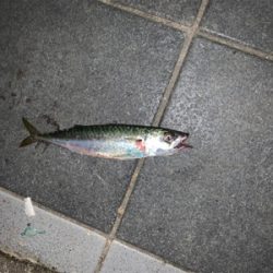 タチウオのテンヤ釣り