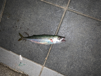 タチウオのテンヤ釣り