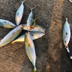 青物ボコボコ　祭りじゃ