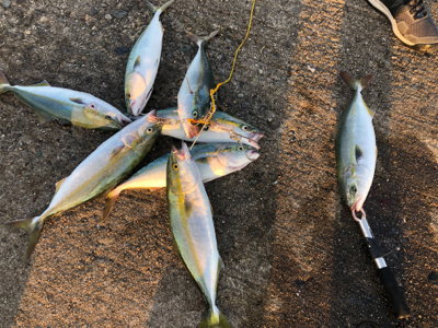 青物ボコボコ　祭りじゃ