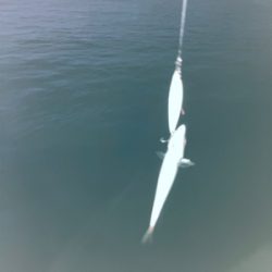 関電赤灯青物ゲーム