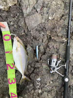 ロックショア４目魚