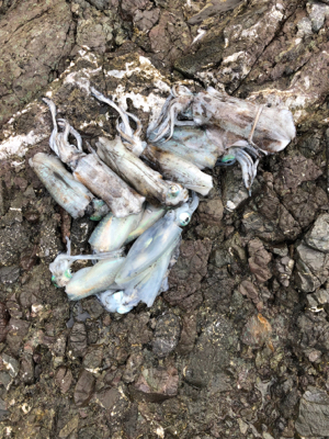 青物エギング日和