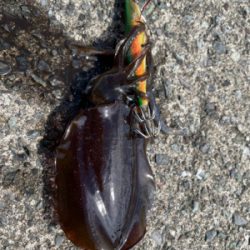 越前、常神アオリランガン