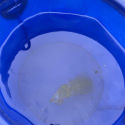 秋のサイトエギング