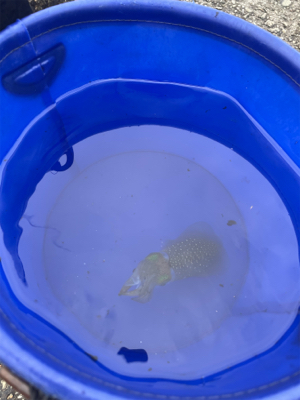 秋のサイトエギング