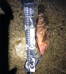 青物の気持ちがわからん笑