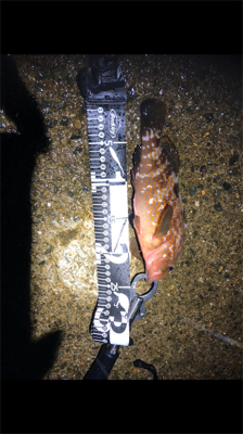 青物の気持ちがわからん笑