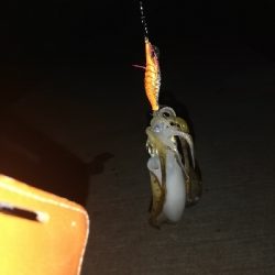 アオリイカ@泉南