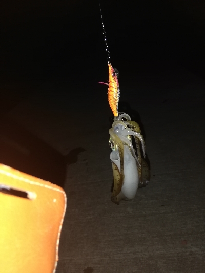 アオリイカ@泉南