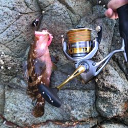 地磯ロックフィッシュ