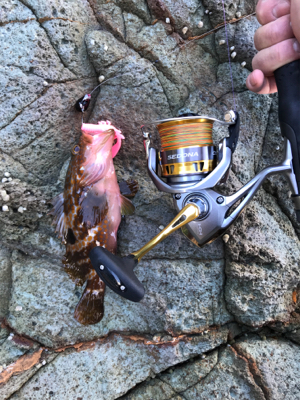 地磯ロックフィッシュ