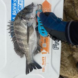 フカセ アンドエギング