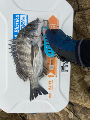 フカセ アンドエギング