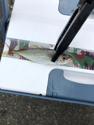 涼しくなりましたね〜