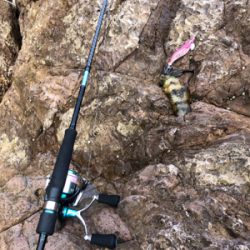 アオリイカいますよ｡