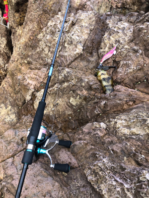 アオリイカいますよ｡