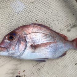 タチウオ入れ食い