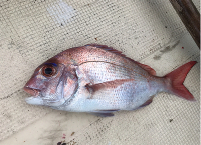 タチウオ入れ食い