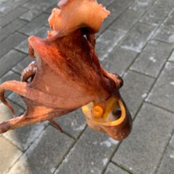 青物か?タコか?